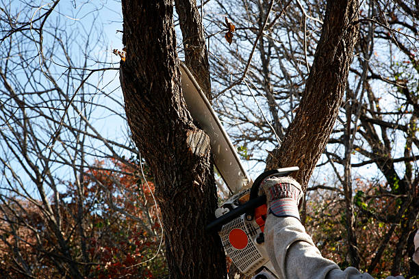 Best Fruit Tree Pruning  in Heber Overgaard, AZ