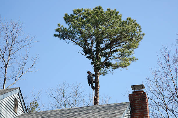 How Our Tree Care Process Works  in  Heber Overgaard, AZ